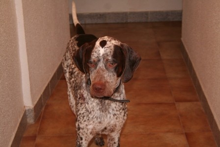 este es mi pequeño, es un braco aleman 